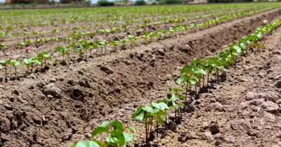AGRICULTURA