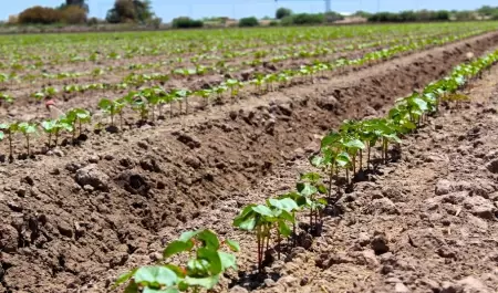 Presenta AGRICULTURA el cierre preliminar de las siembras del cultivo algodonero