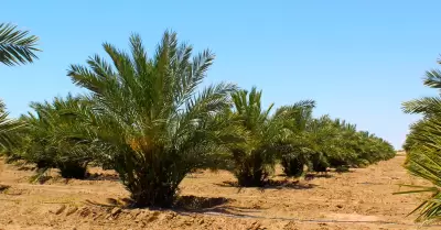 Plantaci�n de Palma Datilera Mejhoul "in vitro"