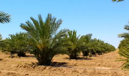 Plantaci�n de Palma Datilera Mejhoul "in vitro"