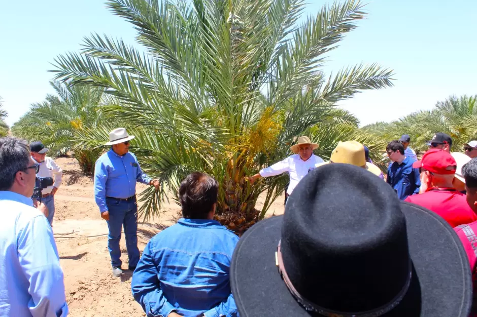 Plantaci�n de Palma Datilera Mejhoul "in vitro"