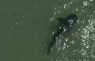 VIDEO Reportan avistamiento de tiburn ballena en Baha de Kino