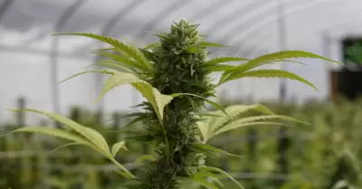 Cannabis