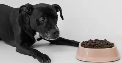 Perro comiendo
