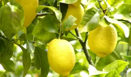 Limas