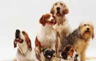 Art�culos b�sicos para perro con descuentos incre�bles en Amazon por el Hot Sale