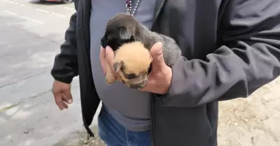 venta ilegal de mascotas