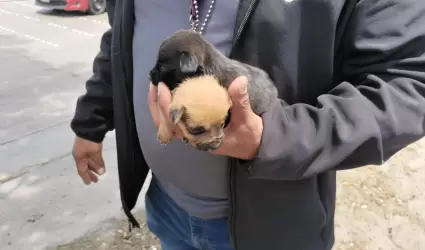 venta ilegal de mascotas