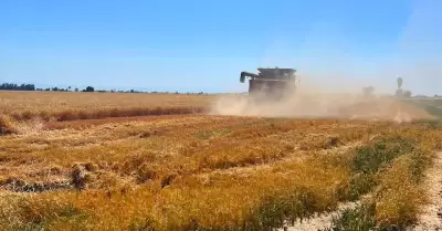 Avanza la cosecha triguera 2023-2024 en el Valle de Mexicali; van 3,825 hectrea