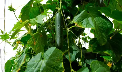 Agricultura protegida