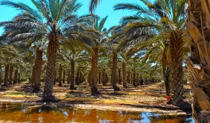 Palma datilera