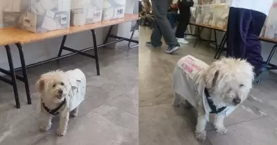 Daisy, la perrita funcionaria