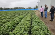 Impulsa SADERBC cultivo de la fresa de la Zona Costa