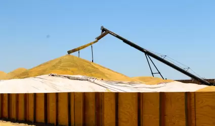 Producci�n de trigo