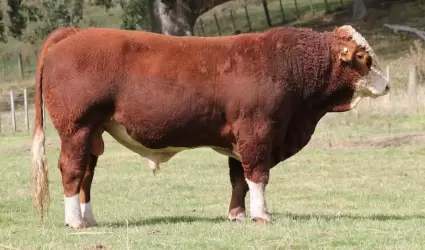 Abren segunda Convocatoria para la adquisici�n de sementales bovino en BC