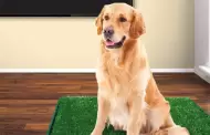 Cmo ensearle a tu perro a usar el tapete entrenador?
