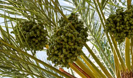 Curso de Especializaci�n en Cultivo de Palma Datilera