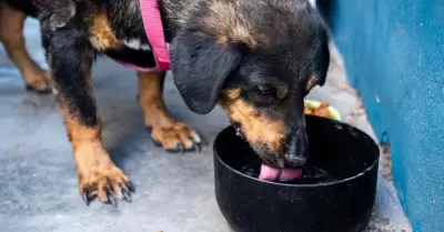 Recomienda ISSSTECALI reforzar cuidados de mascotas ante las altas temperaturas