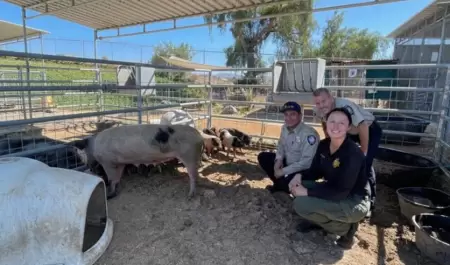 Servicios Animales del Condado rescatan a lechones y cerdos