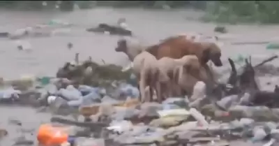 Perros