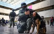 Perros de la polica municipal adiestrados para detectar drogas, ya tambin detectan Fentanilo