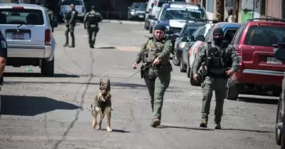 Perros de la polic�a municipal adiestrados