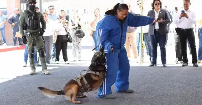 "Boris", agente canino de FESC, es nombrado perro del a�o 2023