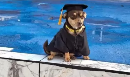 Perrito graduado
