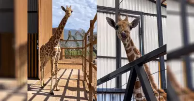 Llega Baako, la jirafa que promueve la conservaci�n en PaiPai Ecoturism Park: Ed
