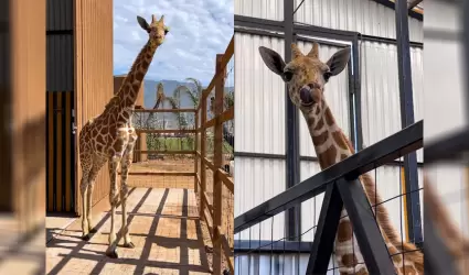 Llega Baako, la jirafa que promueve la conservaci�n en PaiPai Ecoturism Park: Ed