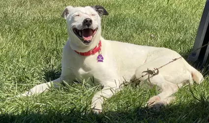 Adopci�n de mascotas