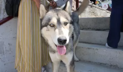 Perro