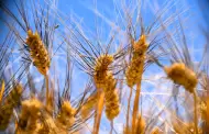 Obtuvieron productores del Valle de Mexicali y SLRC 5,170 toneladas de semilla de trigo en 2024