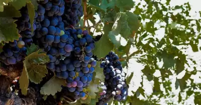 Uvas