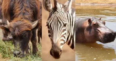 lImpactante llegada de animales a PaiPai: Edgar P�rez Ortiz