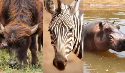 lImpactante llegada de animales a PaiPai: Edgar P�rez Ortiz