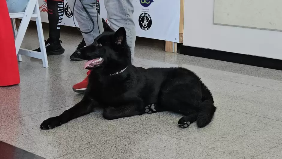Grupo Caliente proyectar� documental sobre el perro lobo mexicano en el Baja Animal Fest
