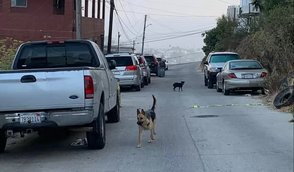Perro de v�ctima de asesinato queda sin atenci�n en casa asegurada en Tijuana