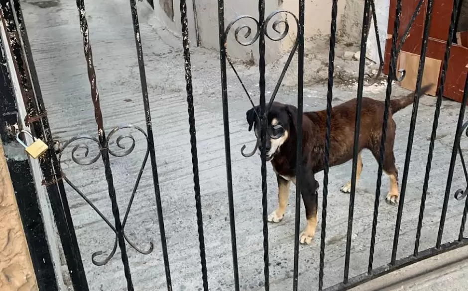 Perro de v�ctima de asesinato queda sin atenci�n en casa asegurada en Tijuana