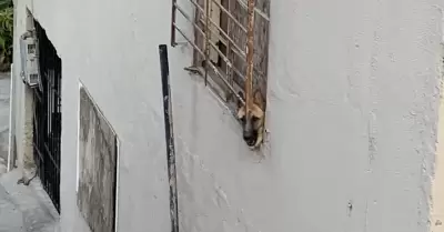 Perro de v�ctima de asesinato queda sin atenci�n en casa asegurada en Tijuana