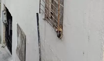 Perro de v�ctima de asesinato queda sin atenci�n en casa asegurada en Tijuana