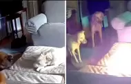 VIDEO Perro provoca incendio en casa tras morder batera de litio