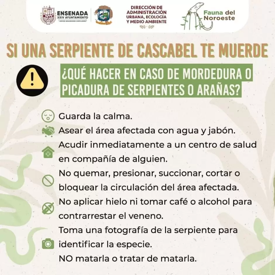V�boras de cascabel