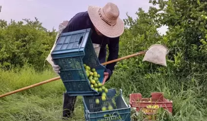 contin�a la extorsi�n a productores, empacadores y comercializadores de lim�n