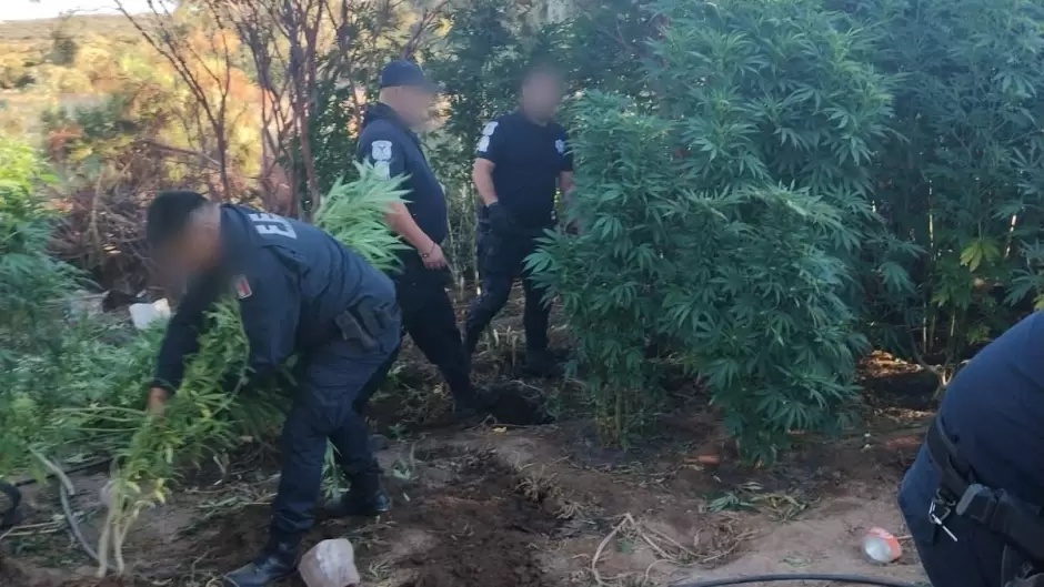 Destruyen plant�o de marihuana en Tecate