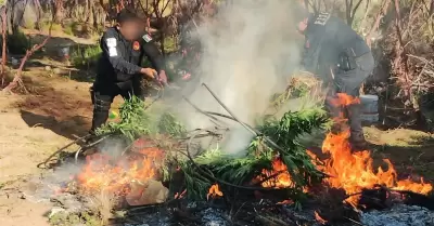 Destruyen plant�o de marihuana en Tecate
