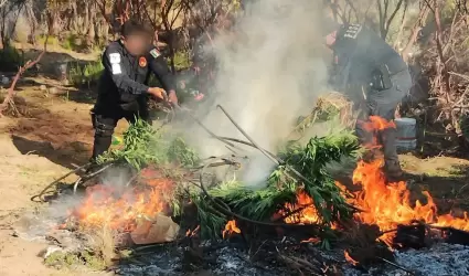 Destruyen plant�o de marihuana en Tecate