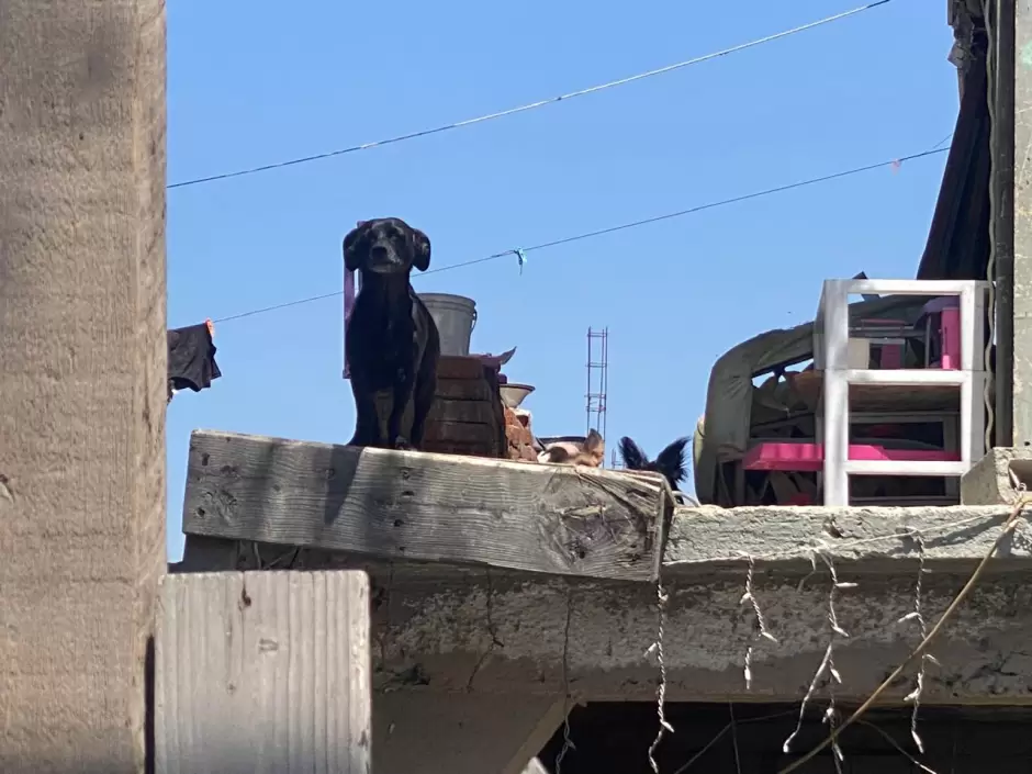 Caninos rescatados por la FGE