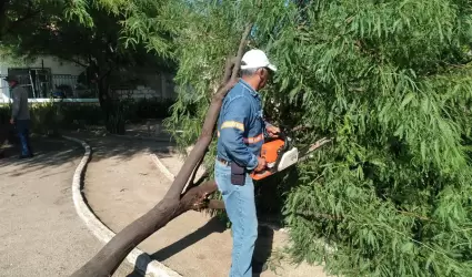 �rbol ca�do