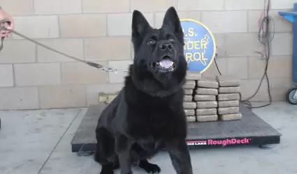 Canino encontr� coca�na escondida en un veh�culo
